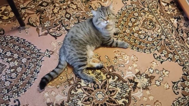 Британский короткошёрстный кот, золотой табби. Возраст 5 лет. смотреть онлайн