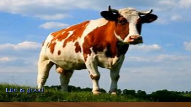 Гороскоп рождённых в год Быка ! смотреть онлайн