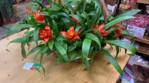 Растение для дома и офиса Гузмания Темпо, бромелия небольшого размера. Дальняя родственница ананаса