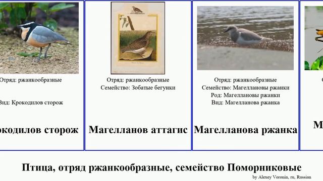 Птица, отряд ржанкообразные, семейство Поморниковые якана ржанка bird бекас ржанки цветной зобатый смотреть онлайн