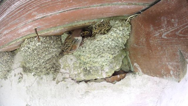 Воробей полевой 160507 1 в гнезде воронка pa160528 18 0001 новый ракурс мыльный смотреть онлайн