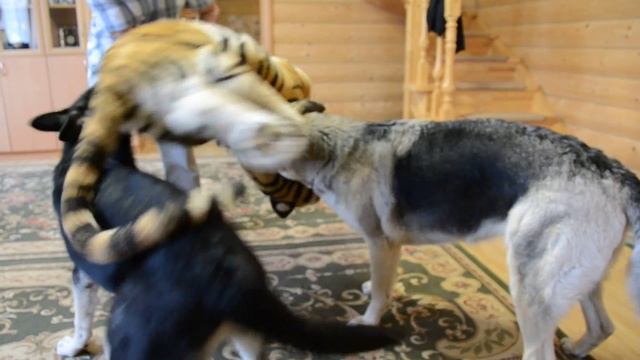 Охота на тигра смотреть онлайн