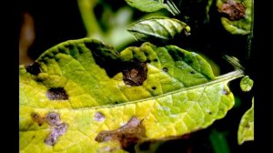 Стимулятор роста растений Флорабис