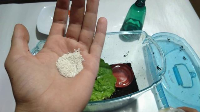 Уход и кормление улиток Ахатин ?!!!