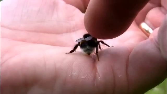 Catch - Feed - Pet - & High Five A Bumble Bee (Drinks Honey From Hand) смотреть онлайн