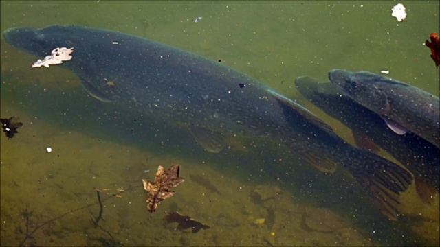 Щука - описание, РЕКОРДНЫЕ вес и размер, нерест щуки смотреть онлайн