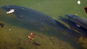 Щука - описание, РЕКОРДНЫЕ вес и размер, нерест щуки