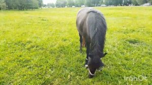 ЛОШАДИ/ЦЫГАНСКИЕ КОНИ