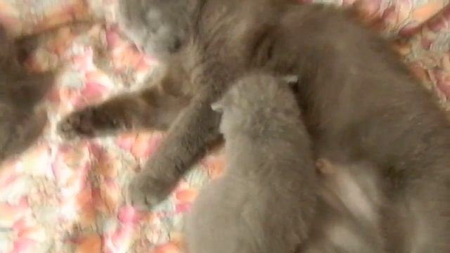 Вислоушки познают мир смотреть онлайн