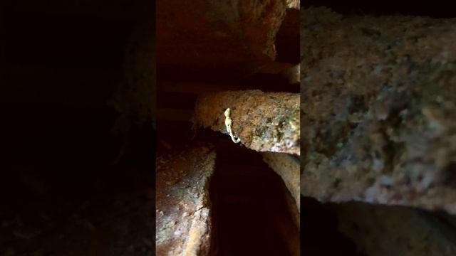 Степан Тагаев