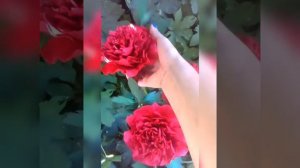 МК пион из фоамирана. Создание реалистичного пиона