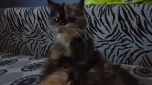 Трехцветная персидская кошка со звеиными зрачками