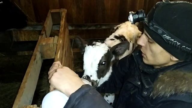 Первое кормление теленка в первые часы жизни. Сельские будни - жизнь загородом смотреть онлайн