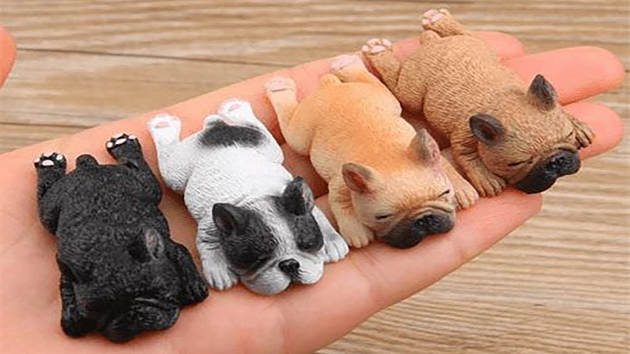 Смешные животные 2022  / Приколы собаки ржака полная