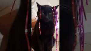 Котя уже смирился