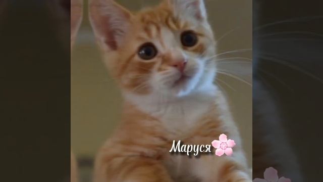 #имена#для#кошек#девочка смотреть онлайн