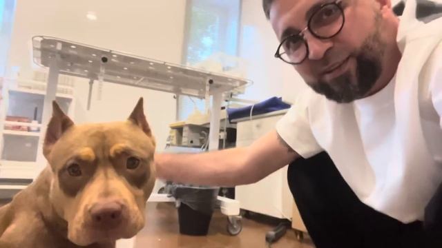 Активное лечение Хомы закончили…#американскийбулли смотреть онлайн