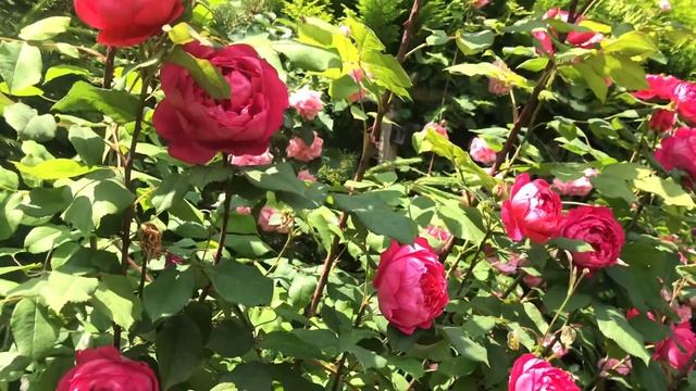 David Austin | Benjamin Britten rose | My English rose garden смотреть онлайн