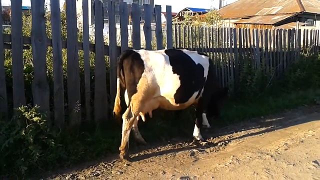Коровы и телята пасутся на улице в поселке. Cows and calves смотреть онлайн