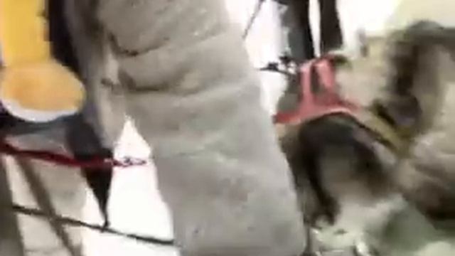 Снежные псы в ЦПКиО смотреть онлайн