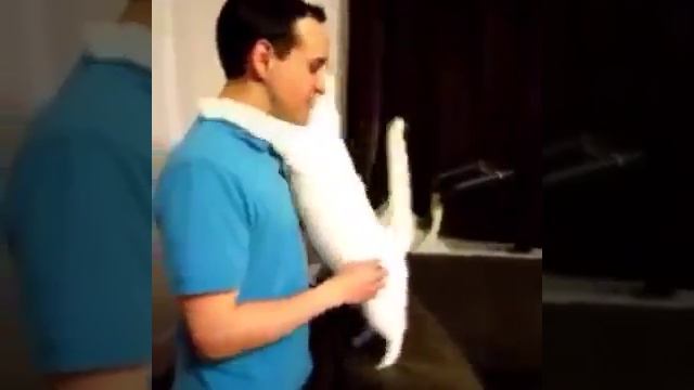 Ветеринарная клиника в Нововоронеже