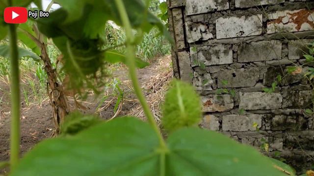 MANFAAT RAMBUSA SERTA EFEK SAMPINGNYA UNTUK KESEHATAN | Passiflora Foetida #RAMBUSA смотреть онлайн