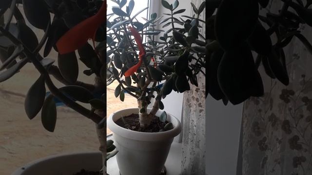 17 декабря 2019 г. Почему опадают листья у денежного дерева? Толстянканың жапырағы неге түседі? смотреть онлайн