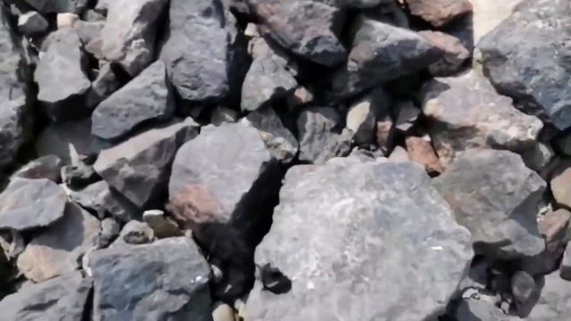 поселок Притомский город Новокузнецк 12.08.2021г. смотреть онлайн