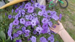 ПЕТУНИЯ. Опера Распберри Айс.Evening Sensation . Ультра F1 Плюм. Из Ридер  Роуз.