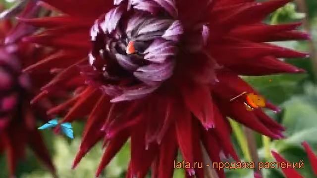 Георгина полукактусовая Джерри Скотт ? обзор: как сажать, рассада георгины Джерри Скотт смотреть онлайн