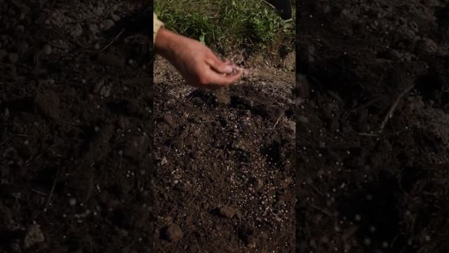 Чеснок будет с КУЛАК! 3 главных правила посадки смотреть онлайн