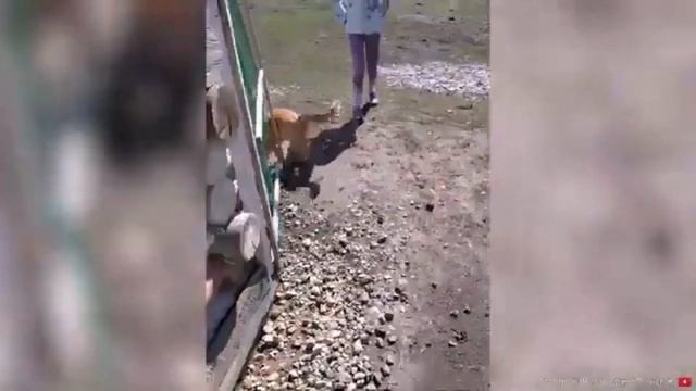 Удивительная история рыжего кота. смотреть онлайн