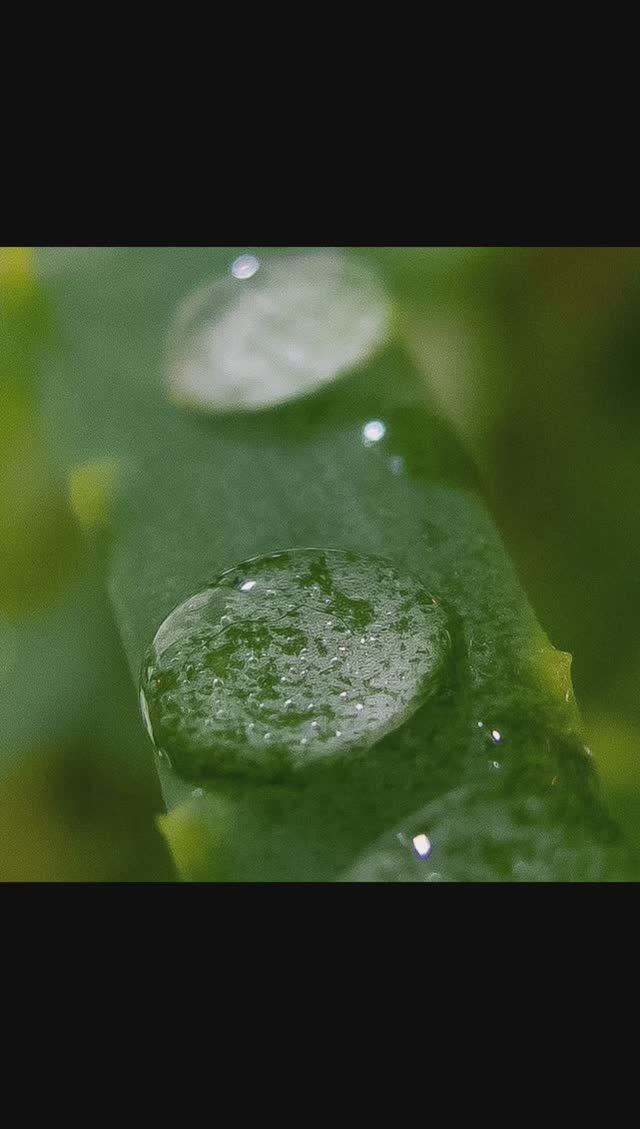 CANON G10 фотоаппарат для макро #shorts