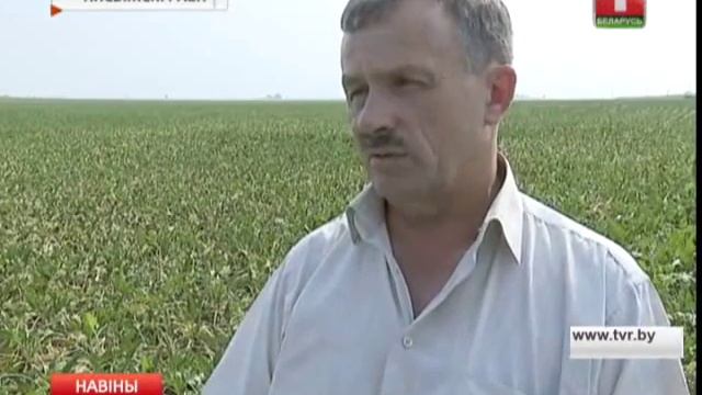 Аграрыі Мінскай вобласці пачалі ўборку цукровых буракоў смотреть онлайн