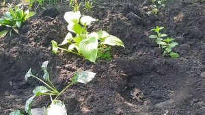 МЕДУНИЦА САХАРНАЯ ПЁСТРОЛИСТНАЯ.(Pulmonaria saccharata ).Посадка и уход.