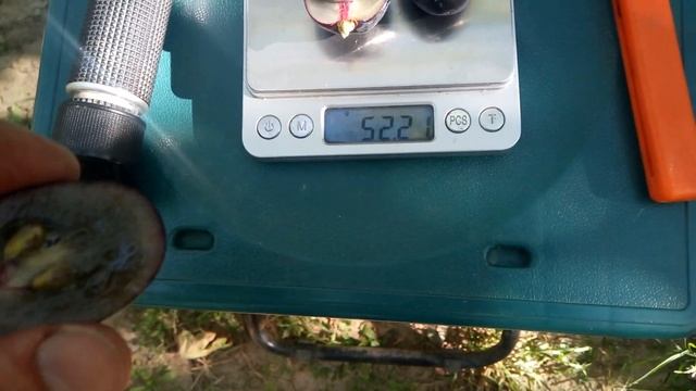 Виноград ПОСЛАННИК селекции Калугина В.М. сезон 2021.ОСТОРОЖНО - ОЧЕНЬ СЛАДКИЙ. смотреть онлайн