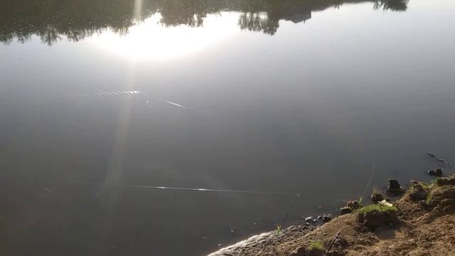 Судак подвёл, клёва не было ни ночью ни даже утром. смотреть онлайн