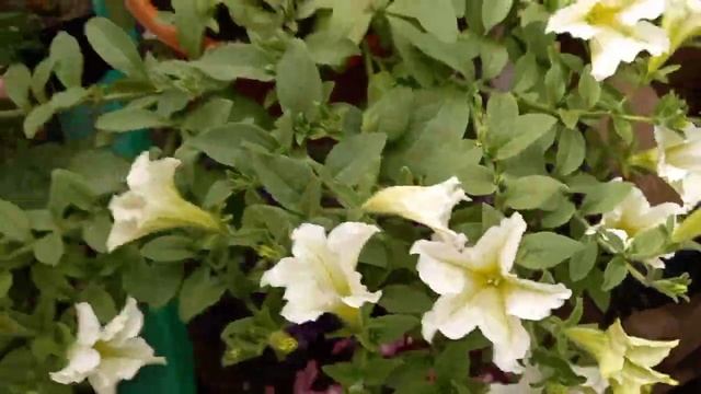 Собираю коллекцию вегетативных петуний и других растений на сезон 2023. смотреть онлайн