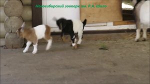 Маленькие козлята прыгают как на пружинах 15.04.2022