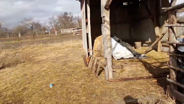 Мои животные 1 ВИДЕО смотреть онлайн