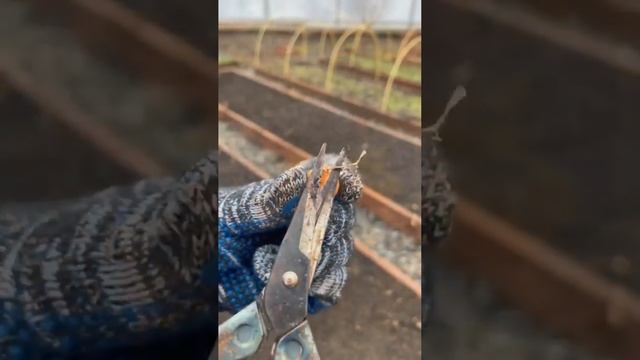 Про посадку лука под зиму смотреть онлайн