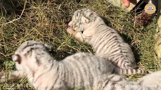 Рождение белых тигров в парке Тайган. Крым | The birth of white Bengali tigers смотреть онлайн
