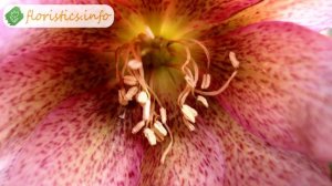 ? Цветок морозник – посадка и уход: выращивание и размножение морозника; виды и сорта морозника