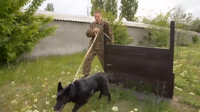 Служебные собаки помогают патрулировать улицы города смотреть онлайн