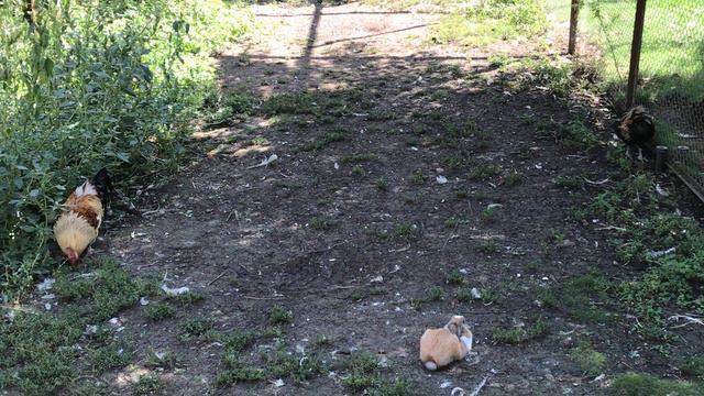 Здесь погружаешься в мир природы! Тайган Here you immerse yourself in the natural world! Taigan смотреть онлайн