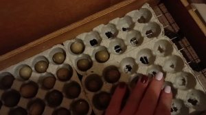 Совместная инкубация куриных и перепелиных яиц