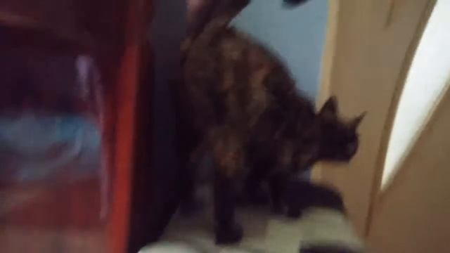 Кошка Дорис поднимает попу смотреть онлайн