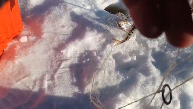 Река. Алабуга рыбалка на жерлицы С дохлыми живцами. смотреть онлайн