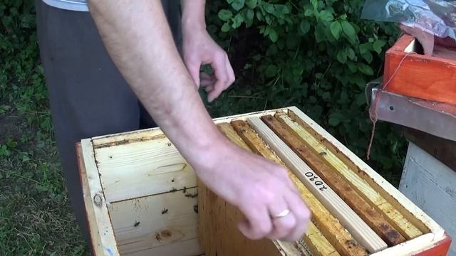 Метим пчелиных маток маркером. смотреть онлайн