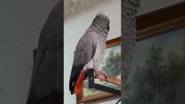 зевает и мечтает за покушать (ещё бы так ела)